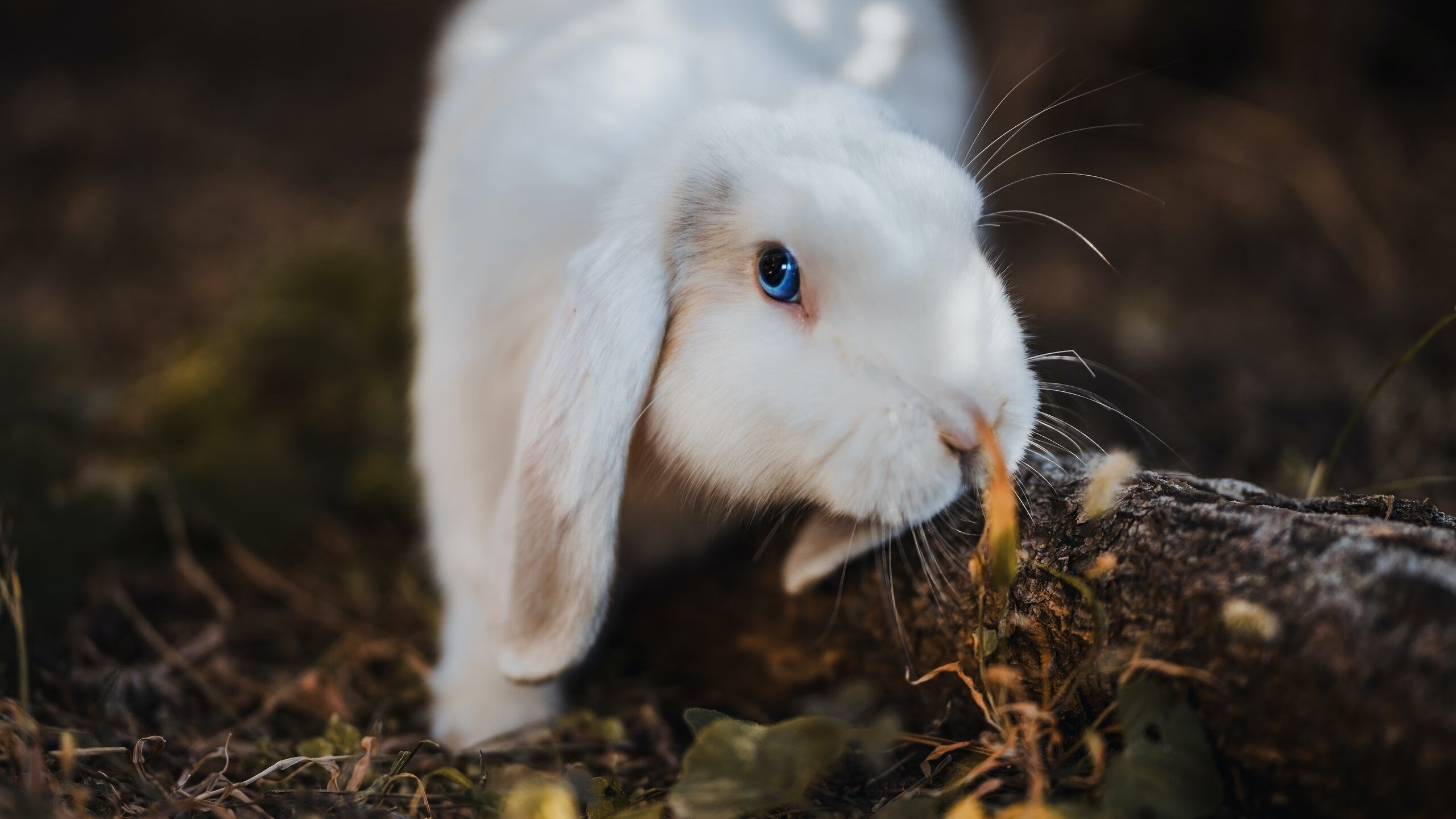 开云体育官方网站-当足球闯入赛道，马赛的逆袭与阿圭罗的F1奇袭