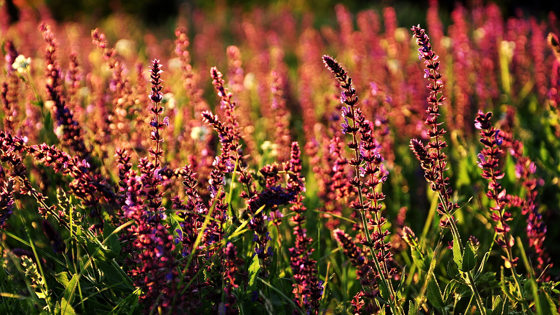 开云体育平台APP-星辰大海与城市霓虹，当上海爆冷猛龙，克莱在德国写下新篇