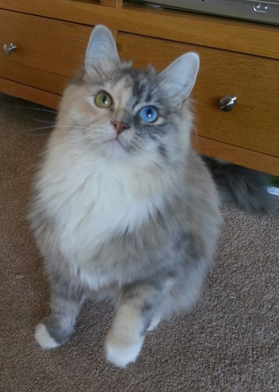 当格列兹曼的幽灵游荡在NBA季后赛之夜