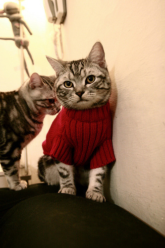 开云下载-山西队对阵广厦队，塔图姆稳定输出不掉线，激战中的胜利之钥