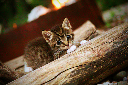 非洲雄鹰单节撕碎永恒之城，迪巴拉绝境救主演绎关键先生