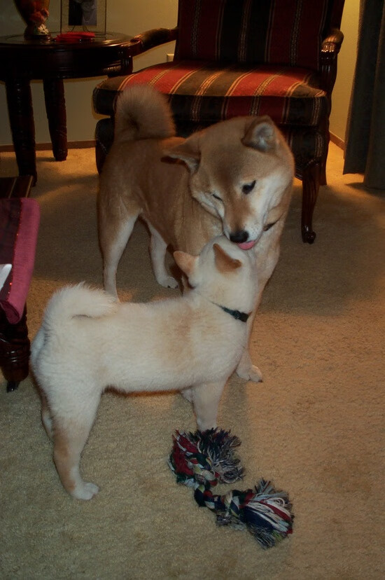 当东亚孤星照亮沙漠，黄喜灿如何以一人之力扛起国际米兰的抗沙大旗