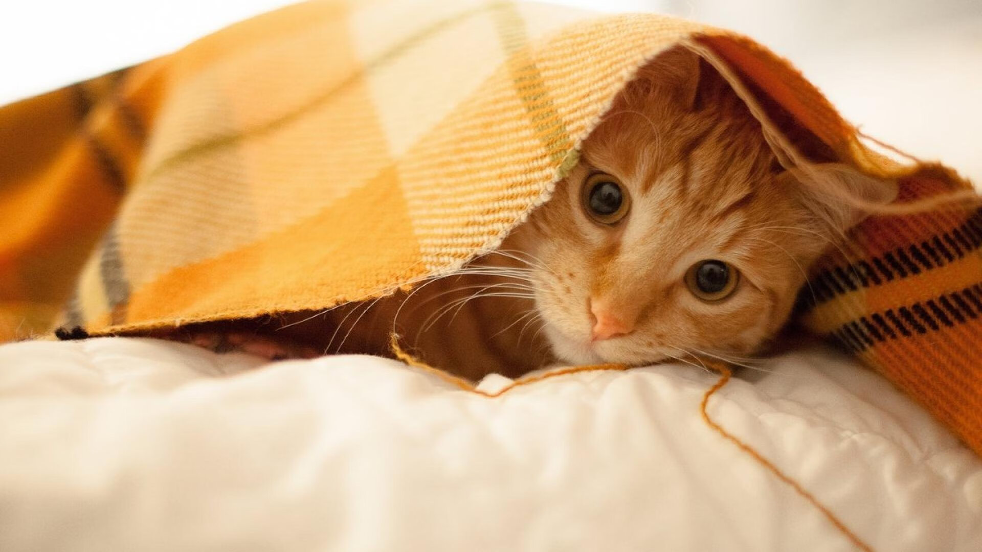 格纳布里闪电突袭撕裂防线，比利时浴血奋战险胜新西兰