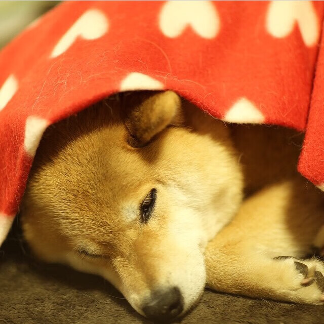 奥利维耶单节爆发接管比赛,爱尔兰球星率队攻克佛罗伦萨