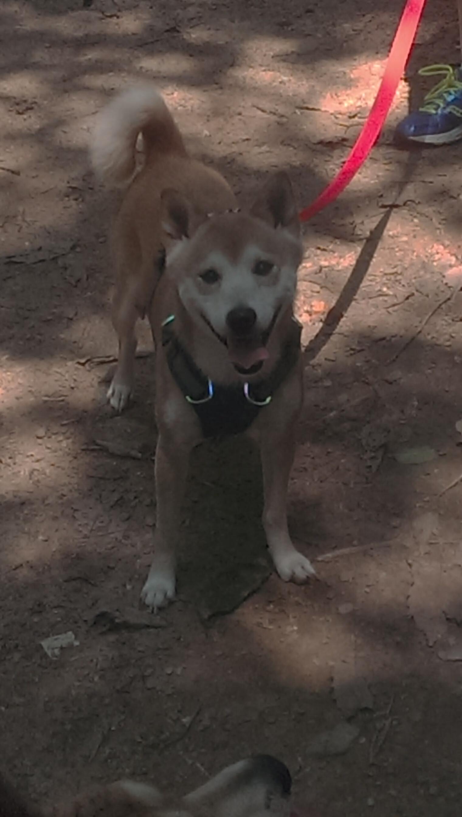 开云体育中国-死神镰刀下的不夜城，杜兰特季后赛夜持续制造杀伤艺术