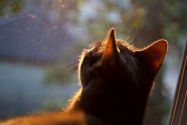开云体育在线-托尼的艺术暴政，当皇家社会的中场大师让委内瑞拉陷入沉默