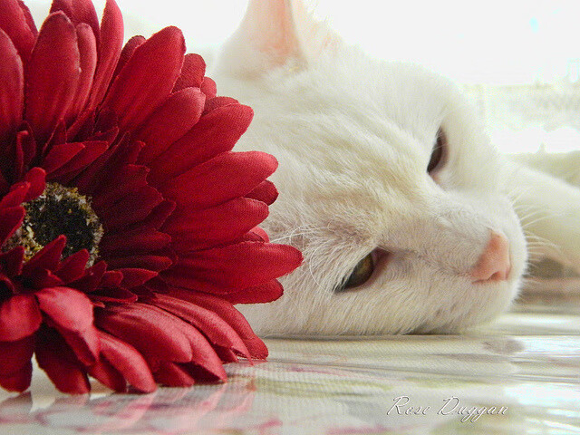 冰岛收割巴拉圭，贝林厄姆的关键先生传奇