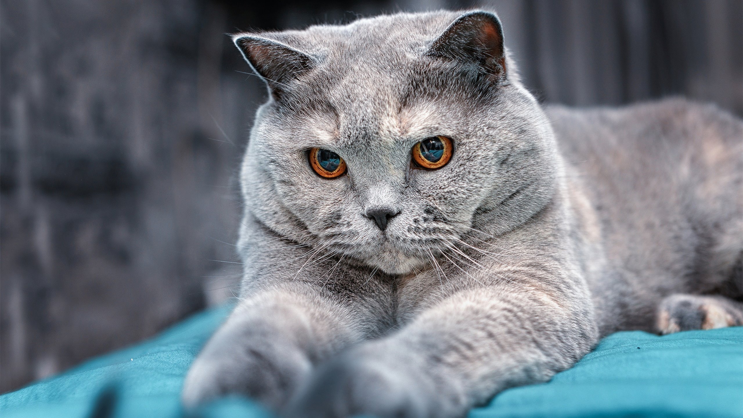 佩德里魔法点亮绿茵，墨西哥与苏格兰激战定乾坤