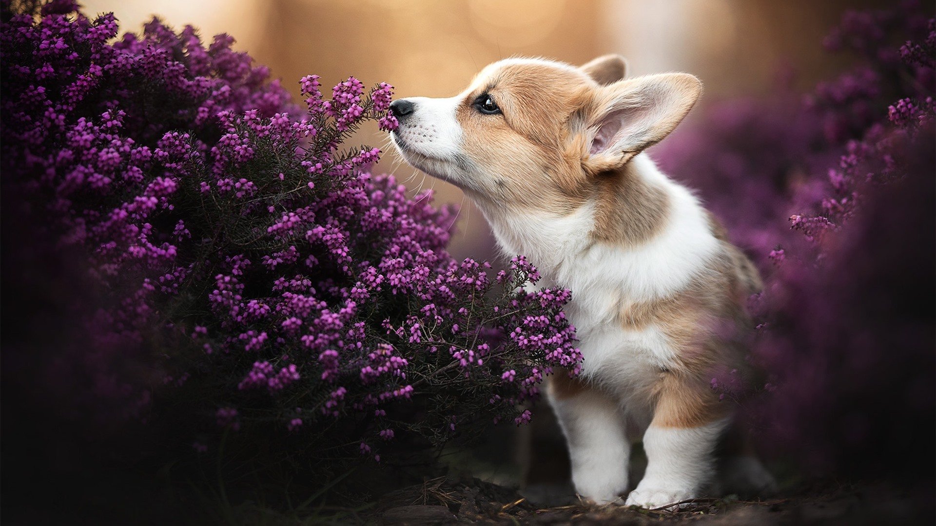 平行宇宙的撕裂，当锡安闯入龙凯之战