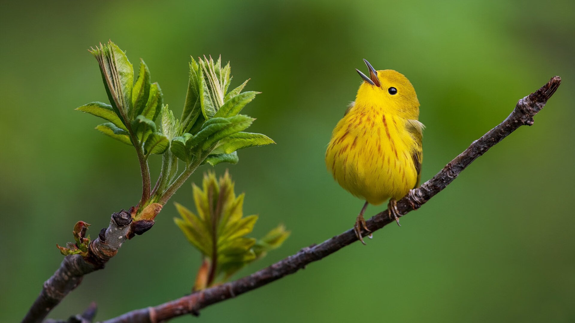 跨越运动的坚韧,当克罗地亚铁血遇上曼城风暴与门迪的篮球战场