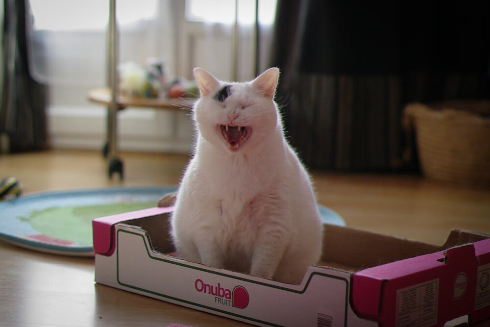 开云体育登录-双星闪耀，福登魔术盘活三狮，芬兰铁血智取乌克兰