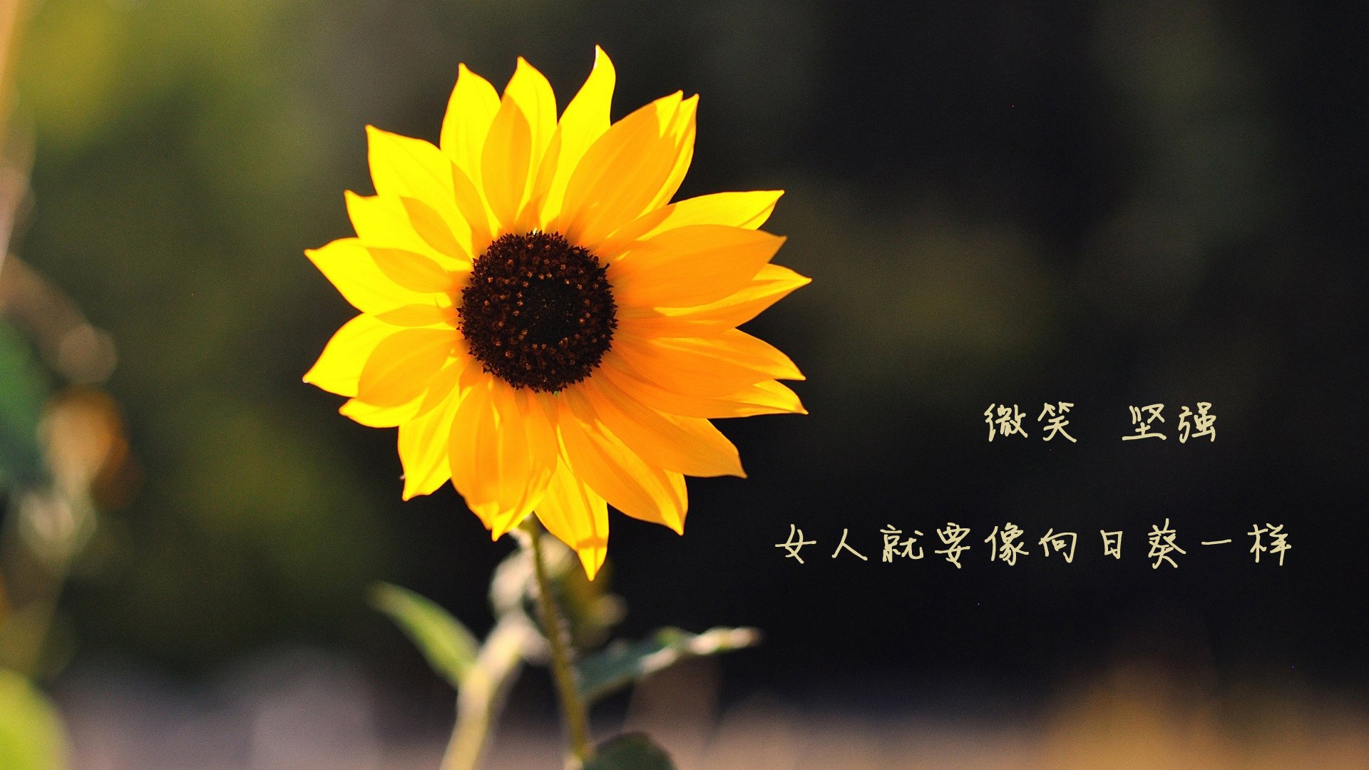 开云体育APP下载-詹姆斯征服迈阿密！深圳男篮硬仗破热火，湖人巨星表现堪称完美