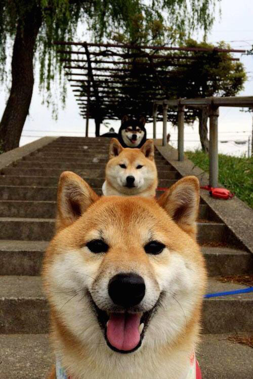 开云下载-运筹帷幄的棋盘，当欧冠淘汰赛之夜照见哈利伯顿的存在感美学