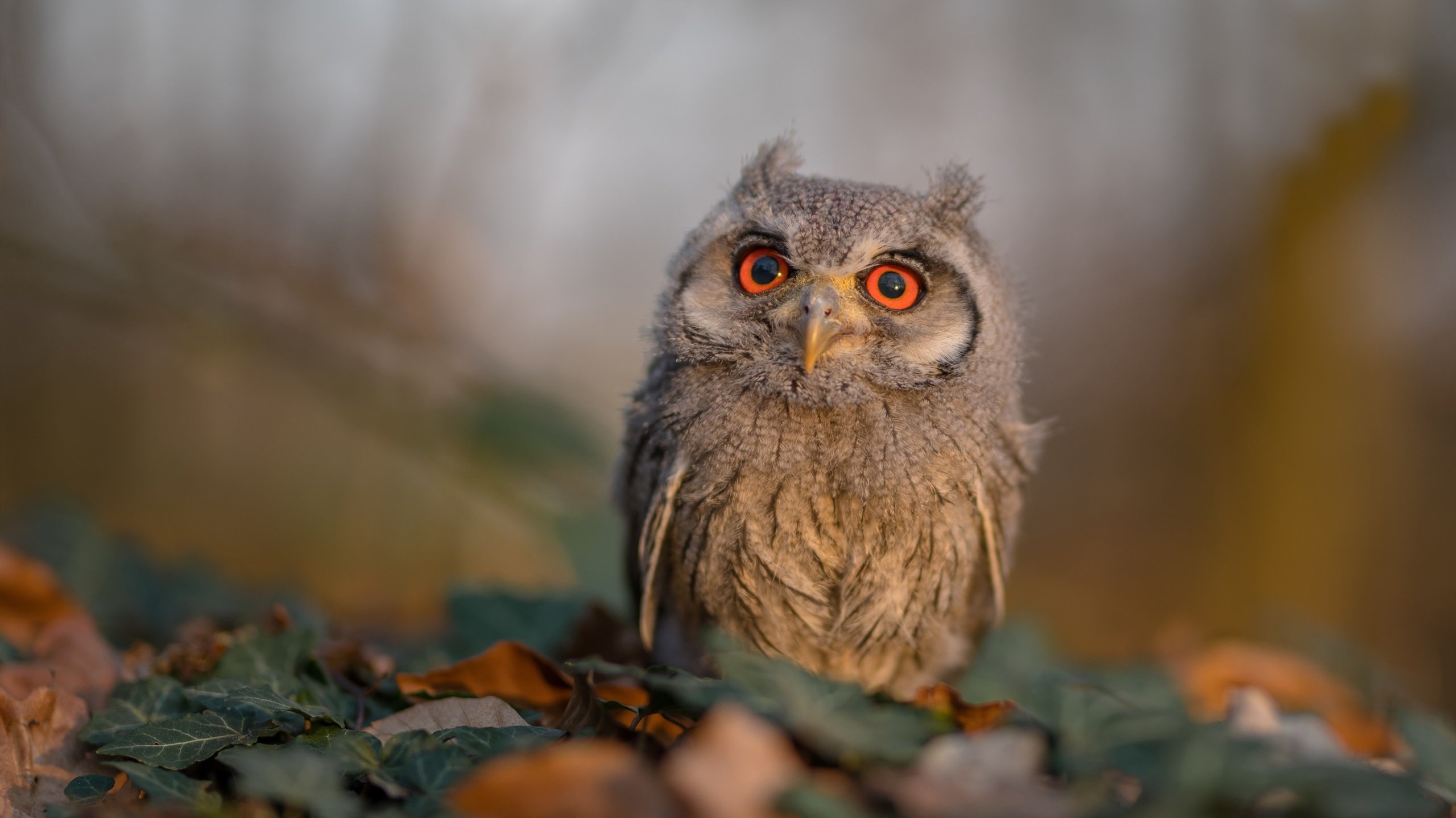 开云体育中国-跨越边界的英雄主义，当独行侠轻取爵士，马克西在争冠路上接管比赛