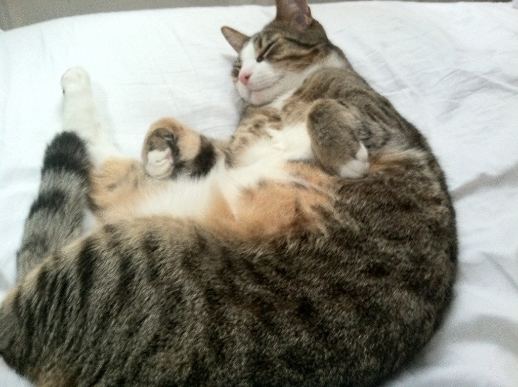 开云体育下载-墨西哥防守艺术闪耀亚平宁，意甲焦点战中铜墙铁壁锁死AC米兰