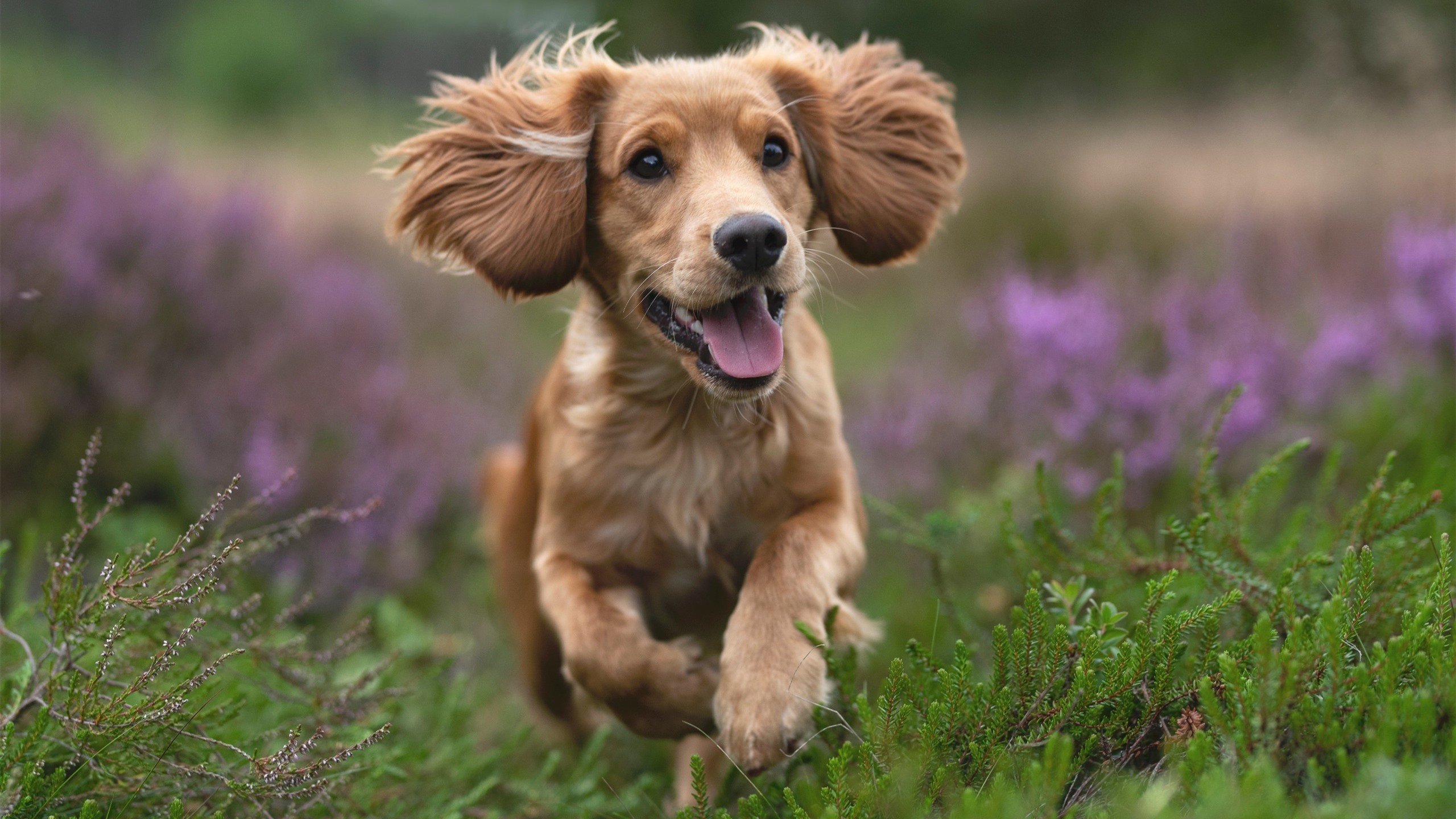 凯恩爆发诠释终结艺术，爱尔兰节奏窒息莱比锡红牛