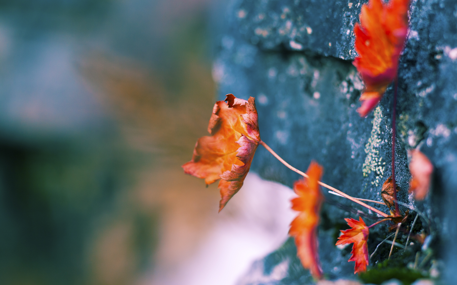 开云体育官方网站-贝恩爆发，凯尔特人强行终结篮网，东部豪强的硬仗胜利