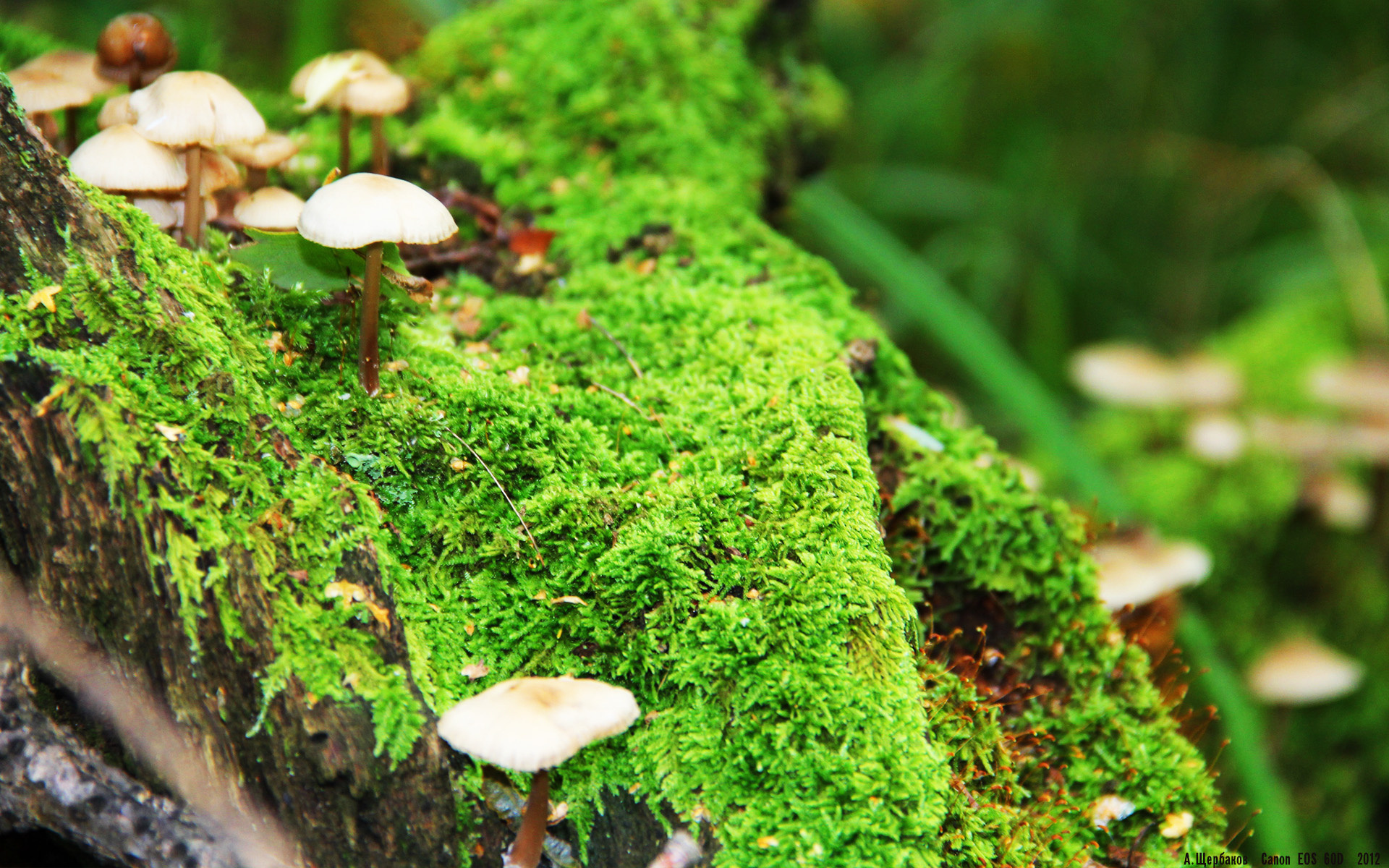 开云体育登录-锡安接管抢七！奇才爆冷淘汰勇士