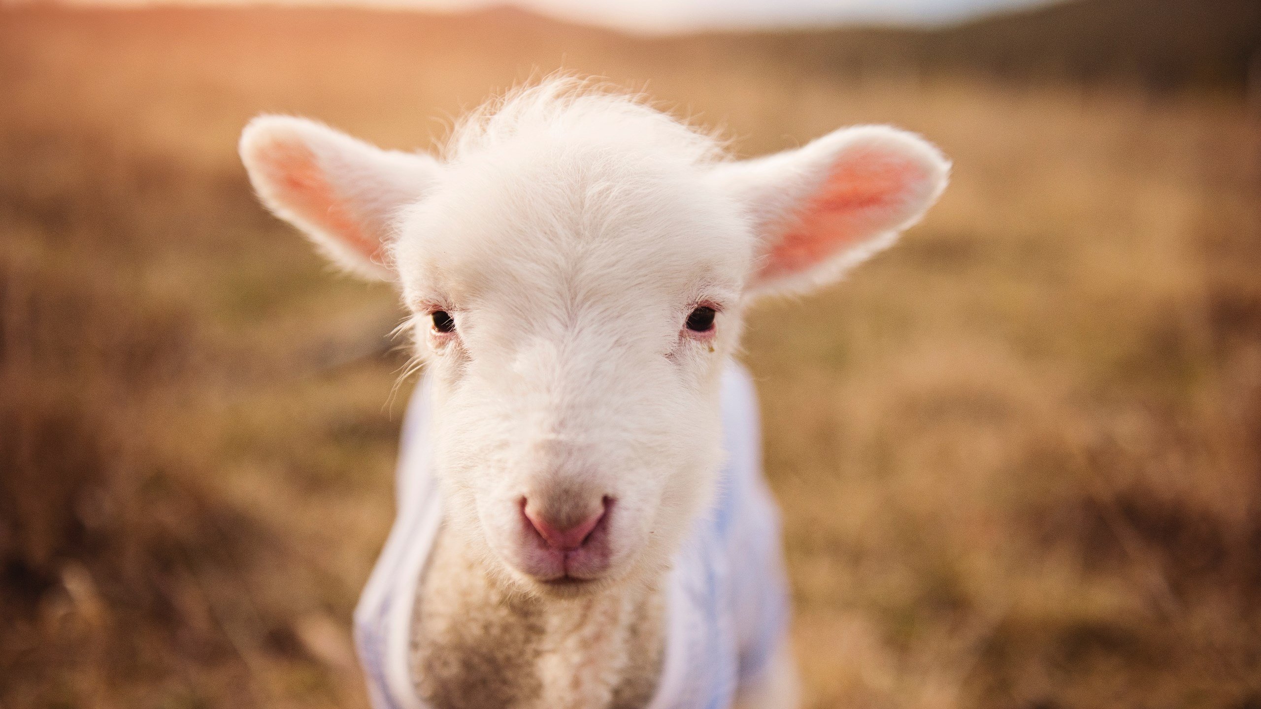 锡安接管抢七!奇才爆冷淘汰勇士