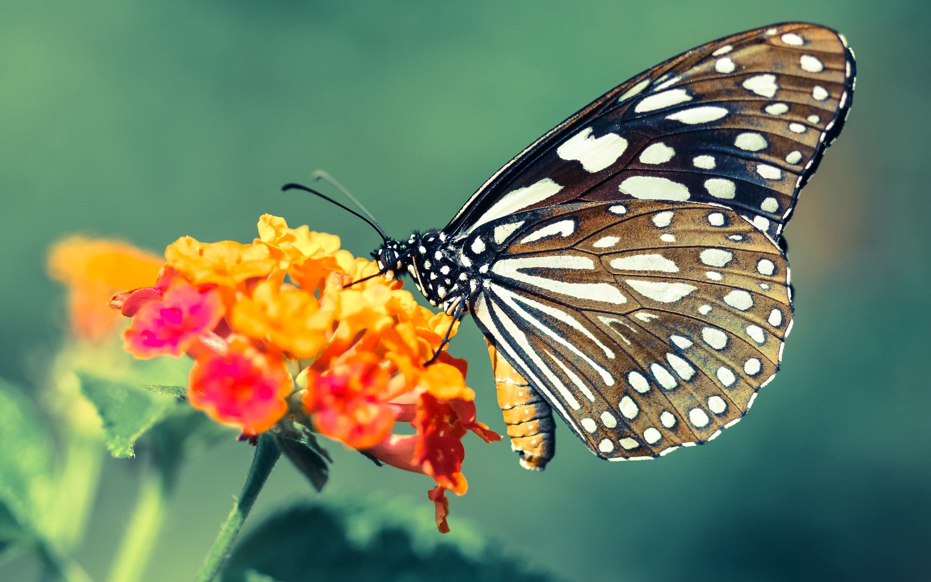 破晓之战，加维如何让墨西哥足球听见自己的心跳